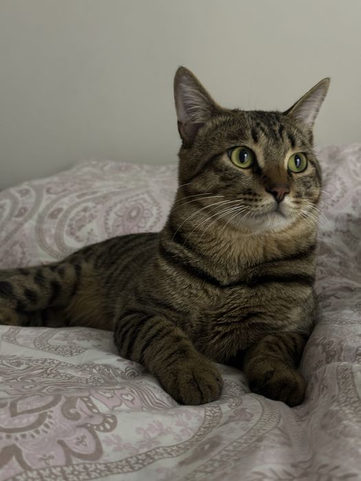 Бенгальский + Шотландский котик,