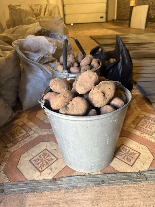 Продам домашний картофель