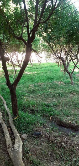 Ер сотилади боғли