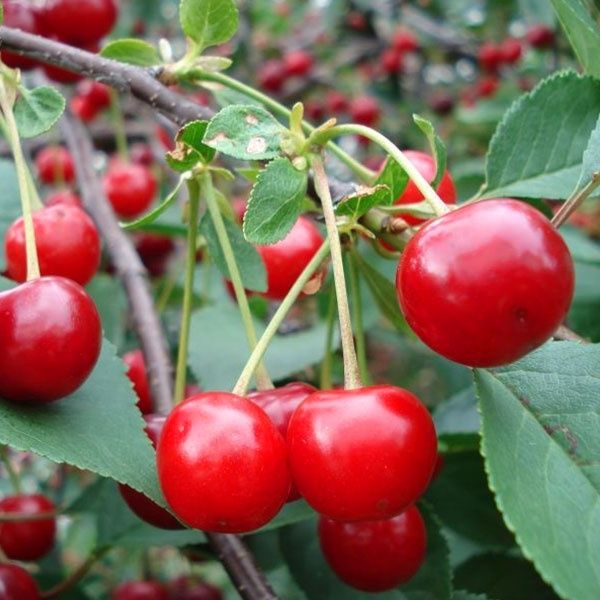 Puieti pomi fructiferi