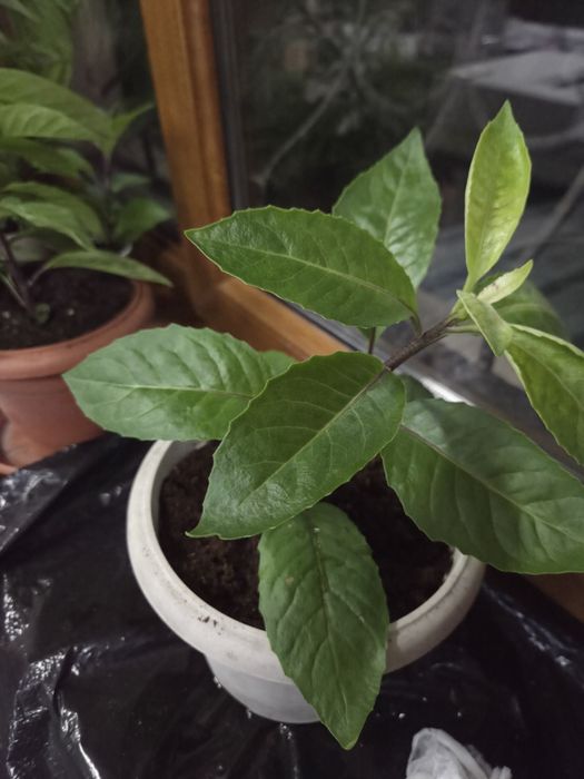 Джинура прокумбекс