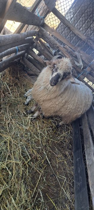 Oi de vanzare oile sunt si fatate din ele