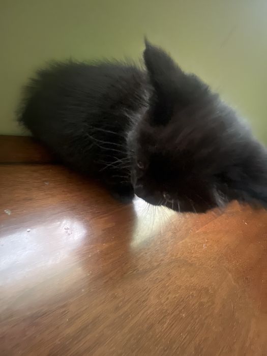 Kasal emas 1 oylik mushukchalar