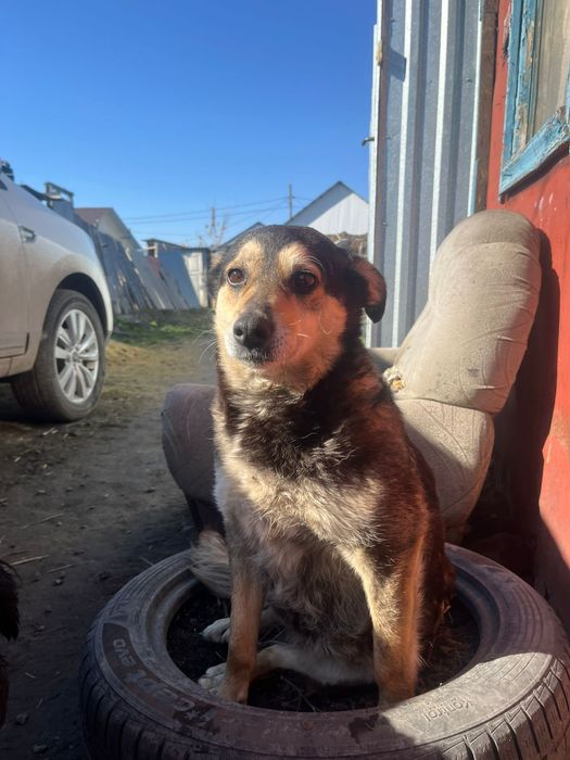 Отдам в добрые руки