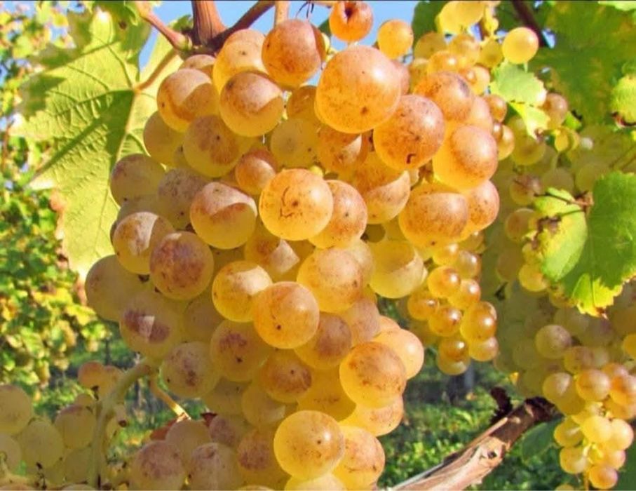 Struguri pentru vin diverse soiuri