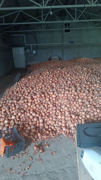 Vând ceapa 0.70 lei kg . Ceapa de calitate.