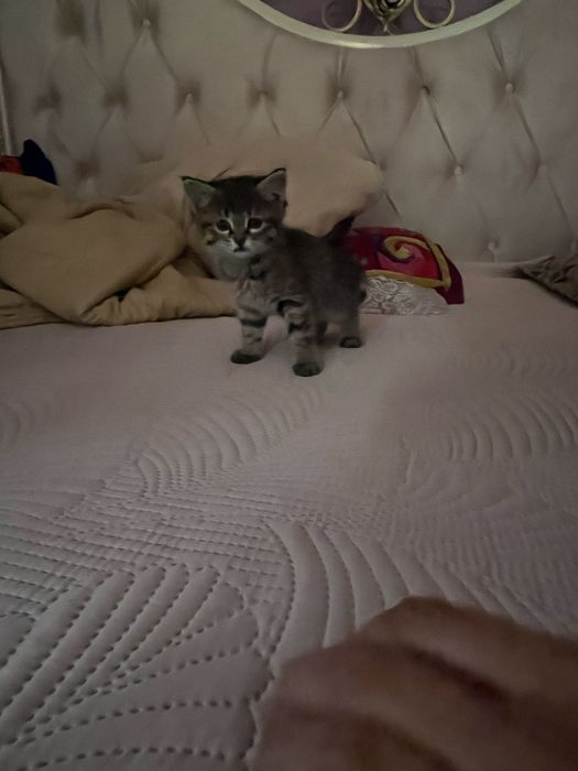 Домашний котенок (девочка)