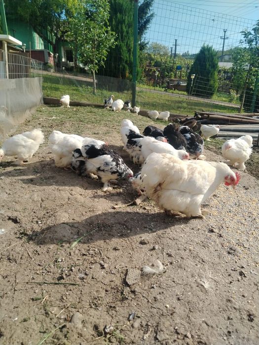 Pui Cochinchina pitic