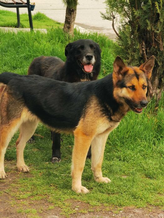 Ofer spre adopție pui de câine lup/ciobănesc german!