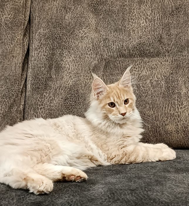 Котята мейнкун. Документы.