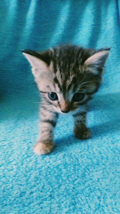 Отдам котят в добрые руки