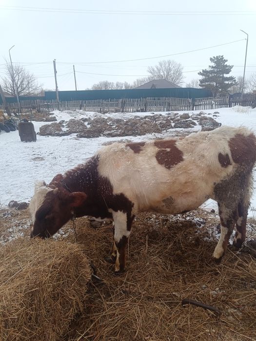 Продам бычка Откорм