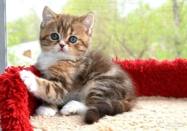 Шотландские котята