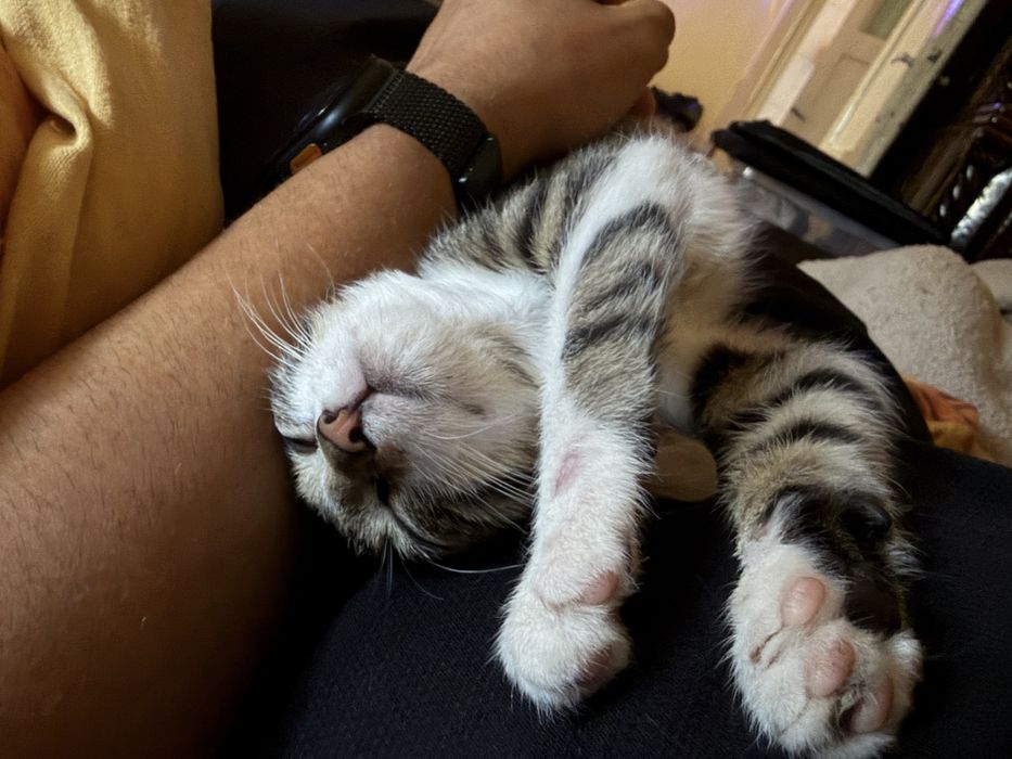 Motanel Extrem de Lipicios pentru adoptie