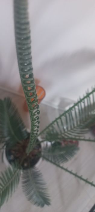 Цикас древний необыкновенный