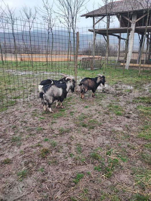 Tap pitic de vanzare