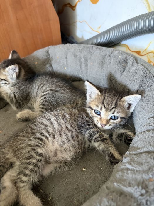 Отдам в хорошие руки котят
