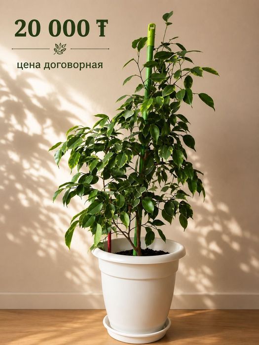 Комнатные цветы Фикус