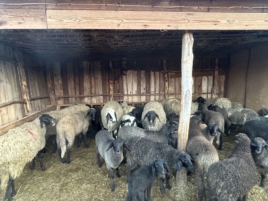 Miei de vânzare și oi