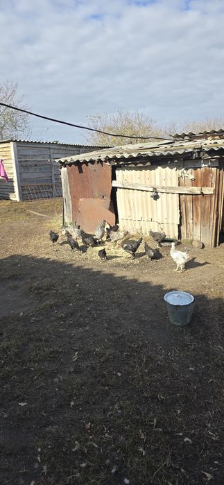 Продам молодых кур несушек