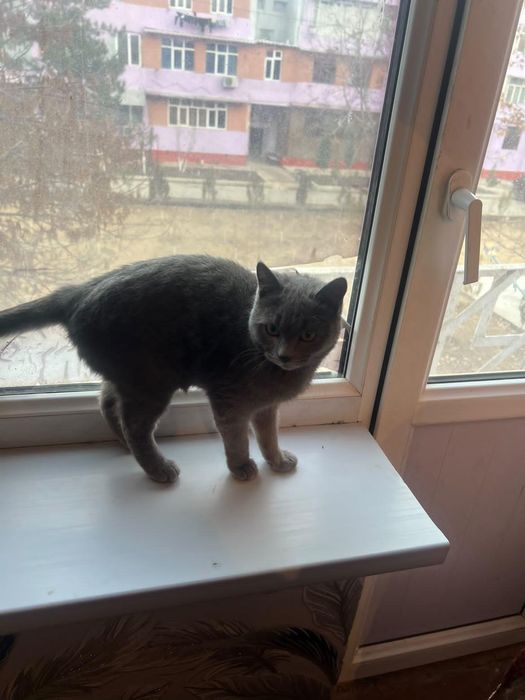 Mushuk zoti British Shorthair)