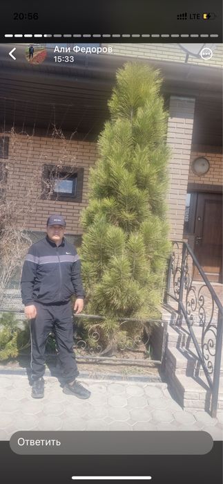 Ели сибирские зеленые