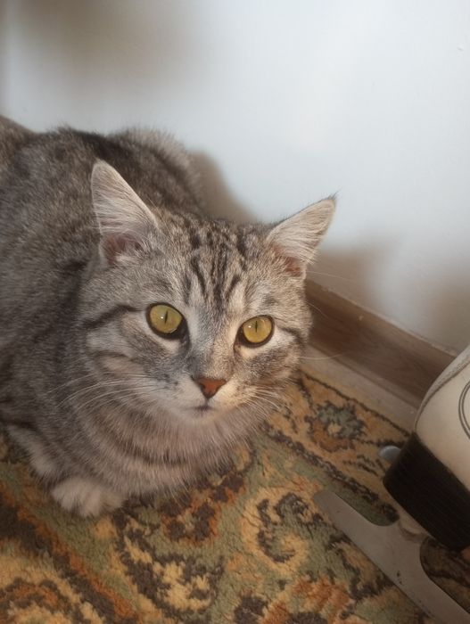 Коньки где то 38-39 размер для девочки