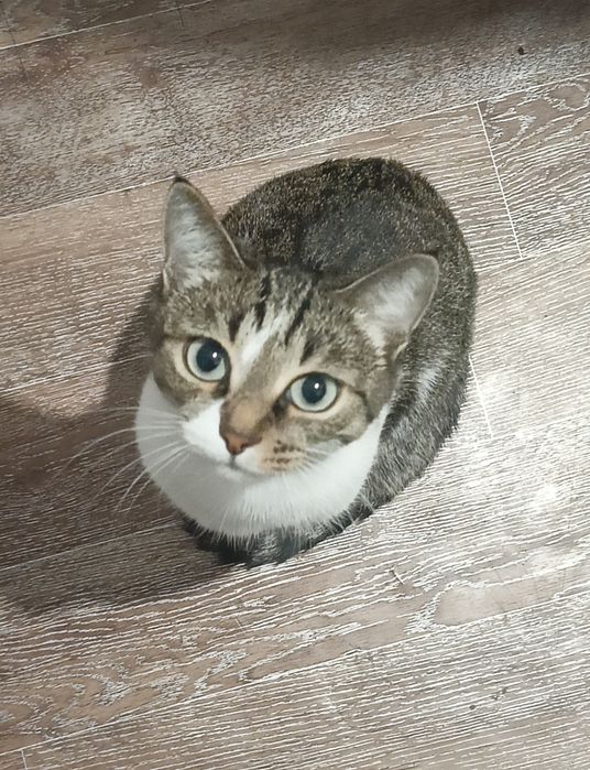 Отдаем кошку в добрые руки