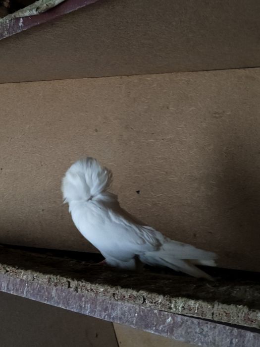 Голуби якобины пара