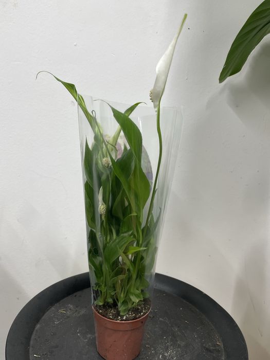 Цветы Спатифиллум (женское счастье)