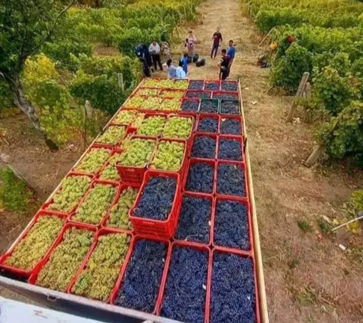 Struguri de vin 2026