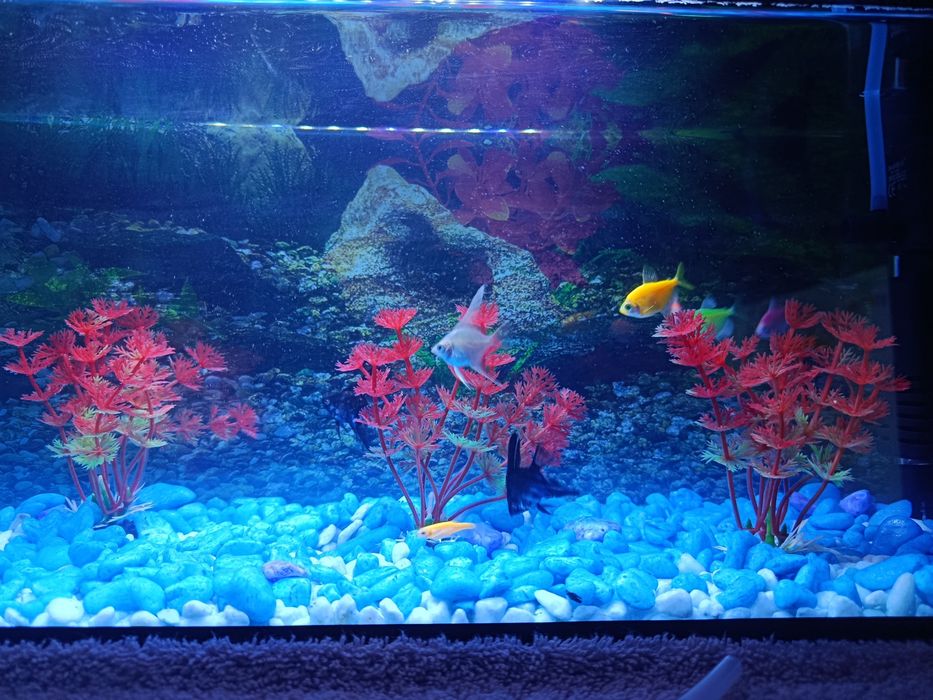 Akvarium sotiladi full komplekt срочно аквариум
