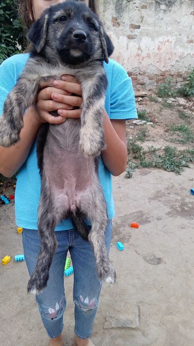 Ofer spre adoptie 2 cateluse