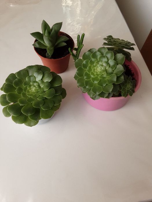 Комнатные цветы.