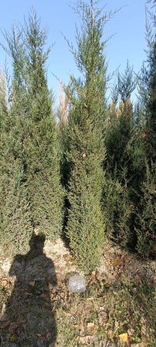 Арча сотилади 3 йиллик. буйи 1 метрдан 3 метргача