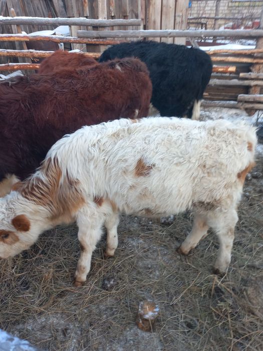 Продам крс с теленком