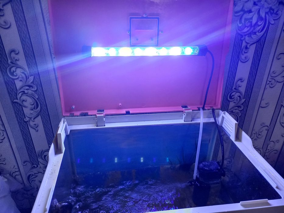 Акварюм с 4 рыбами и 2улитки