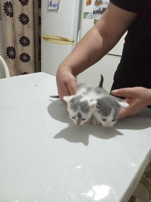 Отдам даром мальчик и девочка
