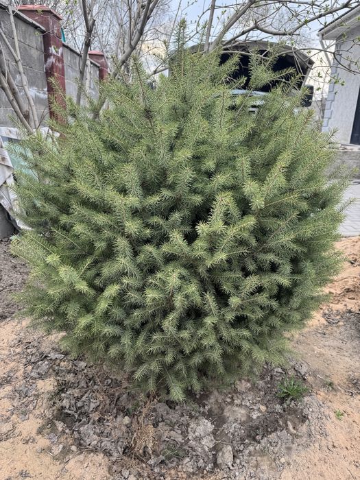 Ель Шренка, 1,4 метра