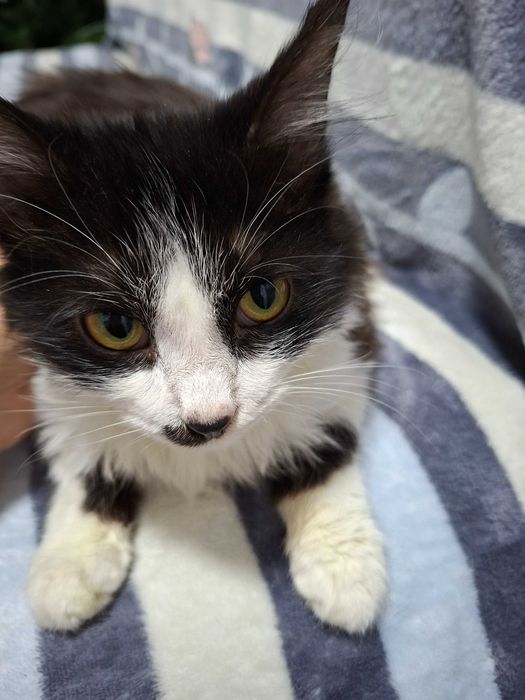 Отдам кота в добрые ,хорошие руки