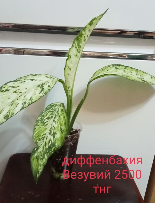 Продам комнатные цветы