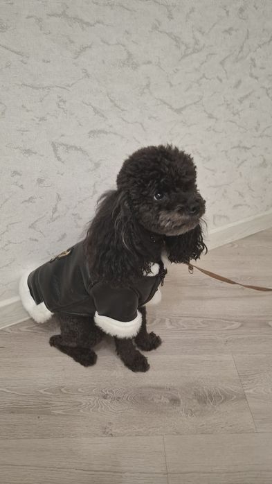 Чёрный принц ищет свою принцессу