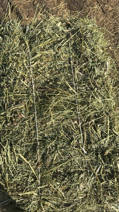 Жонышка доставкамен