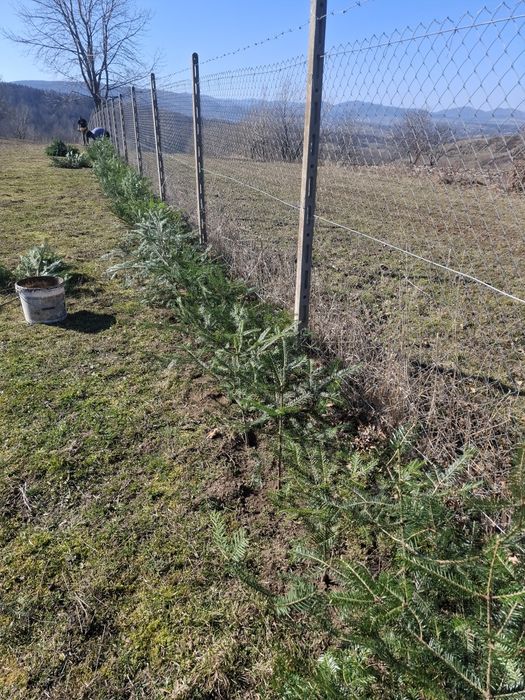 Puieti de brad si Molid