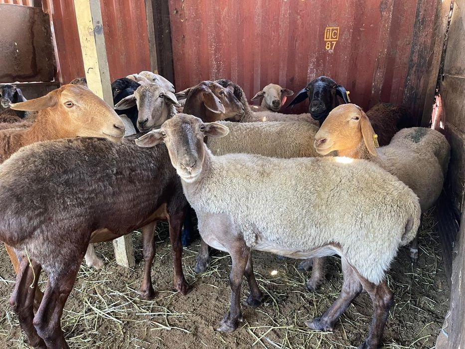 Семіз қой сатылады