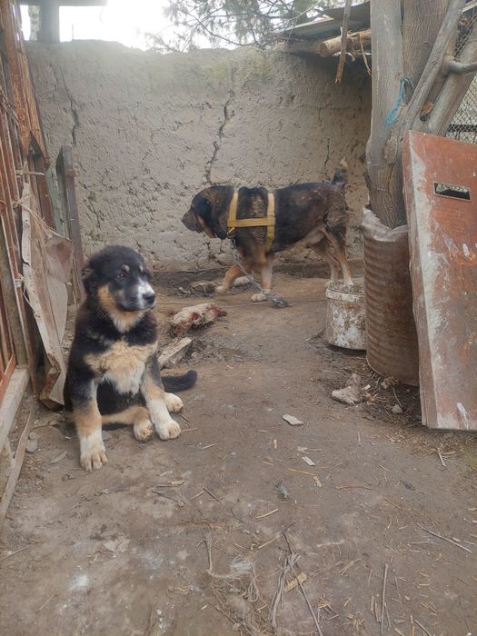 Кавкаский алабай