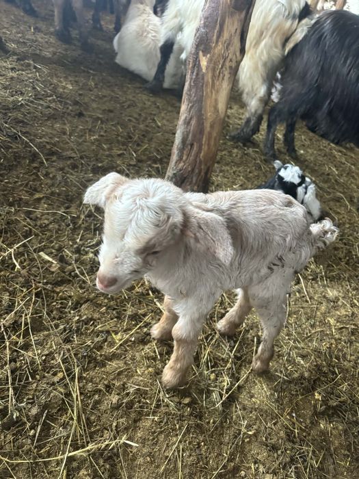 Iezi sugari  30 de lei