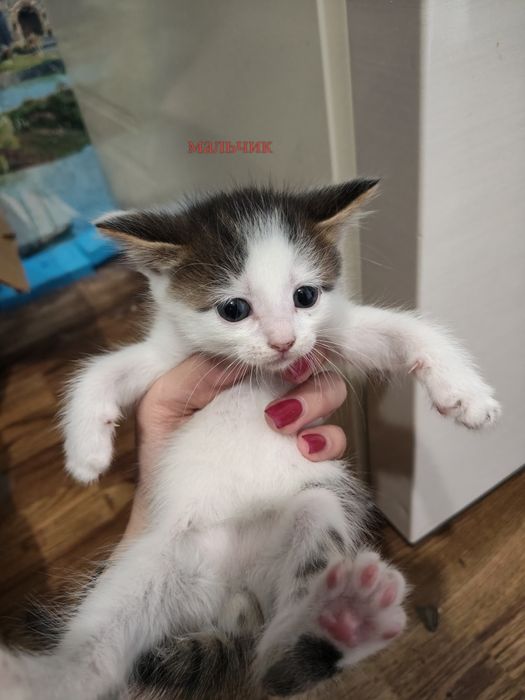 Отдам котят бесплатно