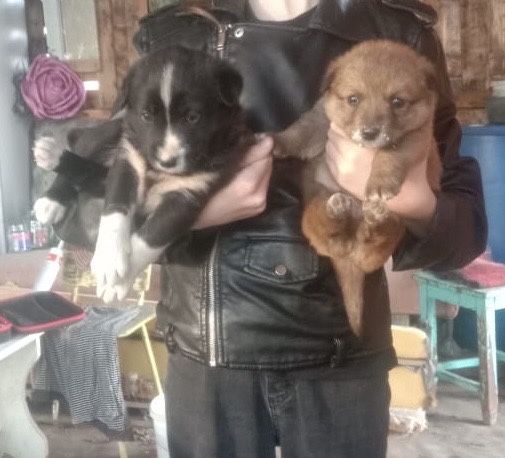 Отдам щенят даром