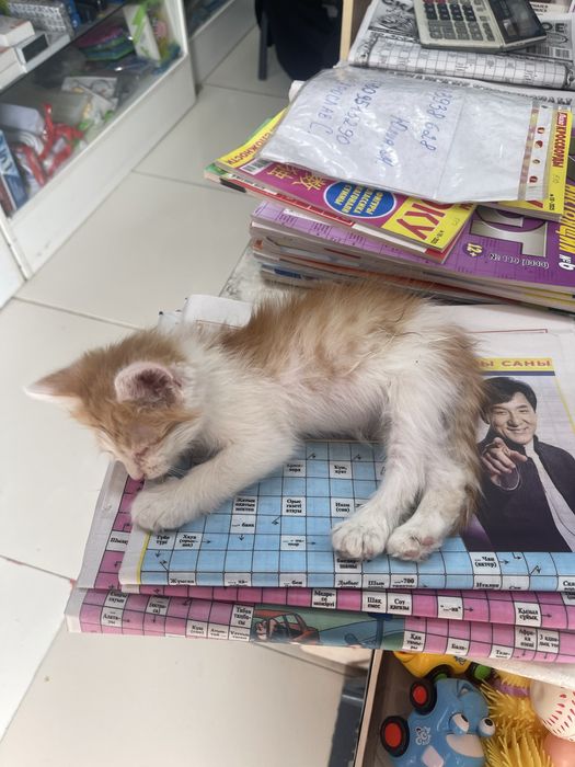 Котенок мальчик